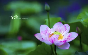 荷花唯美拍摄图片壁纸_2
