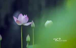 荷花唯美拍摄图片壁纸_3