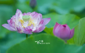 荷花唯美拍摄图片壁纸_4