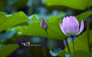 荷花唯美拍摄图片壁纸_5