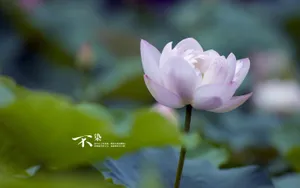 荷花唯美拍摄图片壁纸_6