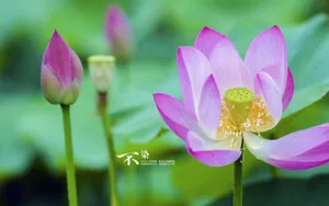 荷花唯美拍摄图片壁纸_7