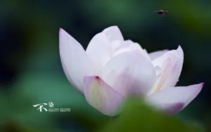 荷花唯美拍摄图片壁纸_8