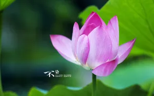 荷花唯美拍摄图片壁纸_9