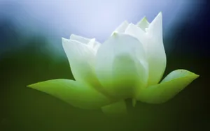 荷花唯美拍摄图片壁纸_10