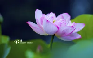 荷花唯美拍摄图片壁纸_11