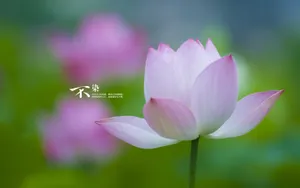 荷花唯美拍摄图片壁纸_12