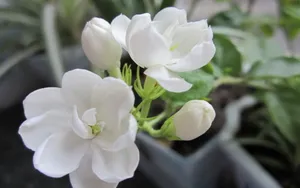 香气浓郁的茉莉花壁纸