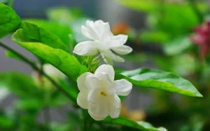 香气浓郁的茉莉花壁纸_2