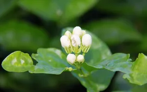 香气浓郁的茉莉花壁纸_4