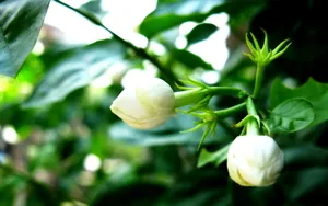 香气浓郁的茉莉花壁纸_6