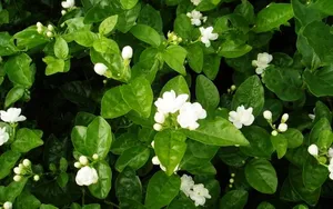 香气浓郁的茉莉花壁纸_9