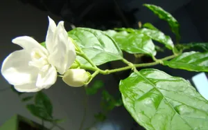 香气浓郁的茉莉花壁纸_11
