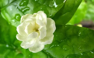 香气浓郁的茉莉花壁纸_12