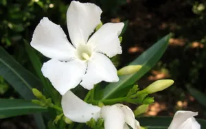 香气浓郁的茉莉花壁纸_13