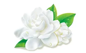 香气浓郁的茉莉花壁纸_16