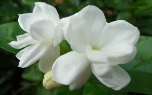 香气浓郁的茉莉花壁纸_17