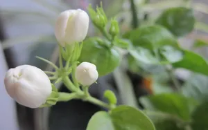 香气浓郁的茉莉花壁纸_18