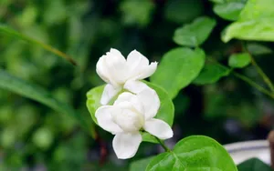 香气浓郁的茉莉花壁纸_19