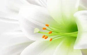 超清花卉特写桌面壁纸_2