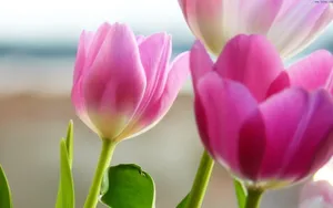 超清花卉特写桌面壁纸_3