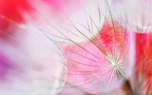 超清花卉特写桌面壁纸_4