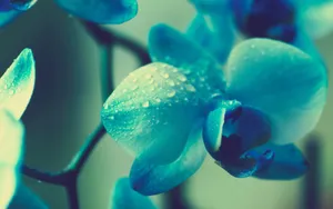 超清花卉特写桌面壁纸_5