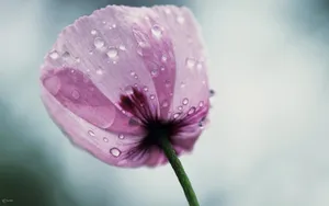 超清花卉特写桌面壁纸_6