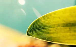超清花卉特写桌面壁纸_8