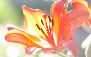 超清花卉特写桌面壁纸_9