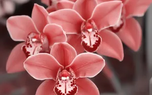 超清花卉特写桌面壁纸_10