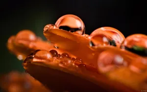 超清花卉特写桌面壁纸_11