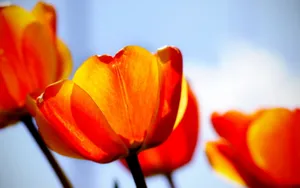 超清花卉特写桌面壁纸_12