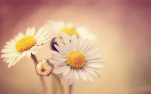 超清花卉特写桌面壁纸_14