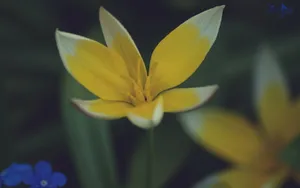 超清花卉特写桌面壁纸_17