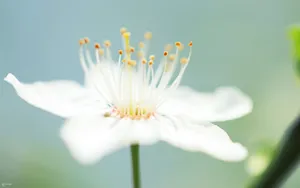 超清花卉特写桌面壁纸_19