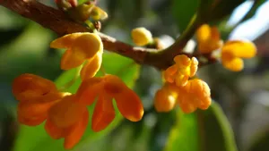八月桂花香桌面壁纸_2