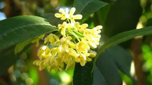 八月桂花香桌面壁纸_3