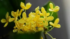 八月桂花香桌面壁纸_4