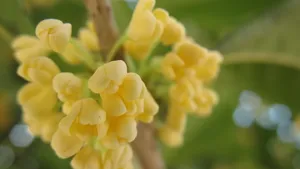 八月桂花香桌面壁纸_5