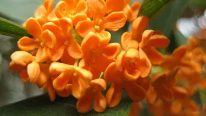 八月桂花香桌面壁纸_6