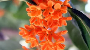 八月桂花香桌面壁纸_7