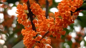 八月桂花香桌面壁纸_8