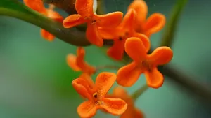 八月桂花香桌面壁纸_9