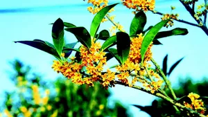 八月桂花香桌面壁纸_10