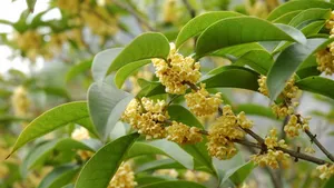 八月桂花香桌面壁纸_11
