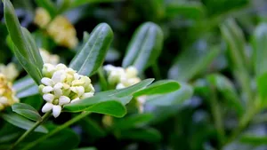 八月桂花香桌面壁纸_12