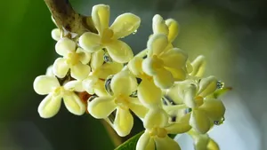 八月桂花香桌面壁纸_13