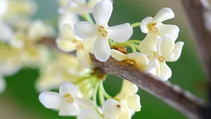 八月桂花香桌面壁纸_14