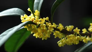 八月桂花香桌面壁纸_15